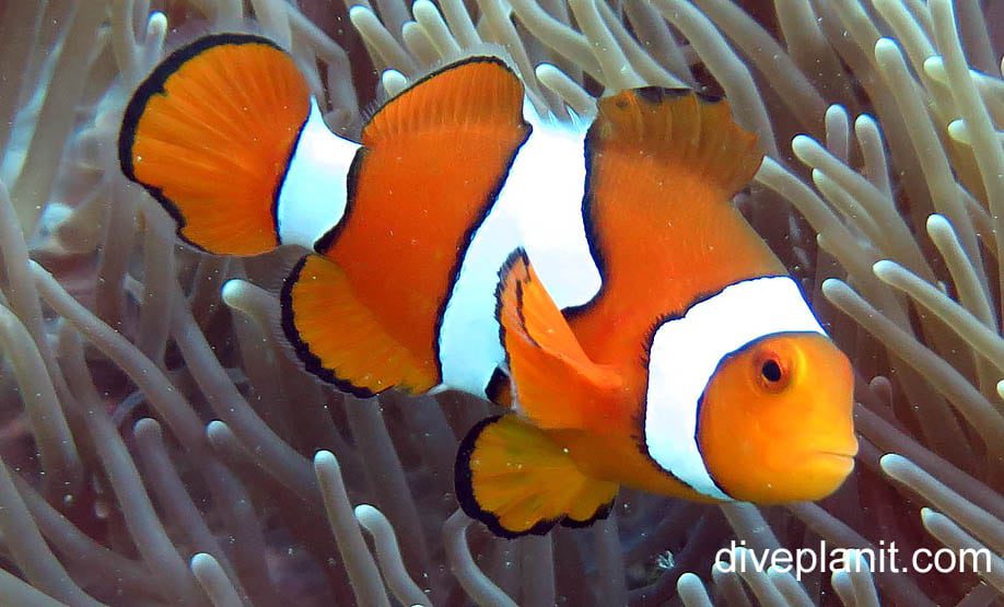 Anemonefish clown anemonefish from side amphiprion percula hon true or western