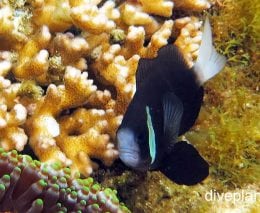 Anemonefish mccullochs anemonefish amphiprio muccullochi lhi