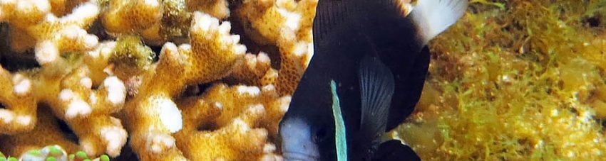 McCulloch’s Anemonefish