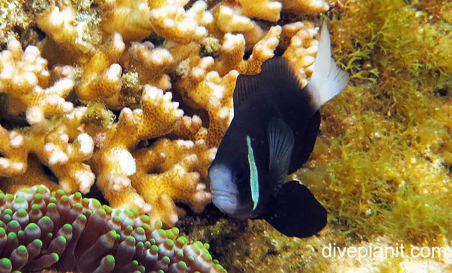 Anemonefish mccullochs anemonefish amphiprio muccullochi lhi