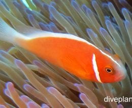 Anemonefish pink anemonefish amphiprion perideraion gbr