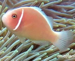 Anemonefish pink anemonefish amphiprion perideraion upi