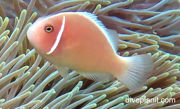 Anemonefish pink anemonefish amphiprion perideraion upi