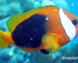 Anemonefish red and black anemonefish amphiprion melanopus van