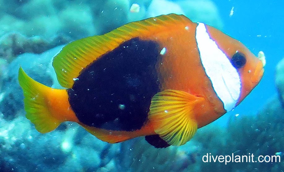 Anemonefish red and black anemonefish amphiprion melanopus van