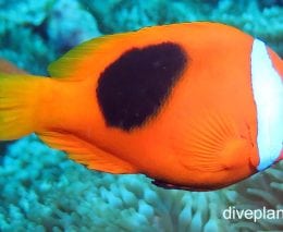 Anemonefish red and black anemonefish amphiprion melanopus van