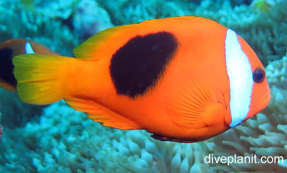 Anemonefish red and black anemonefish amphiprion melanopus van