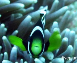 Anemonefish saddleback anemonefish amphiprio polymnus lhi