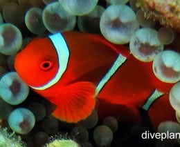 Anemonefish spinecheck anemonefish premnas biaculeatus hon male