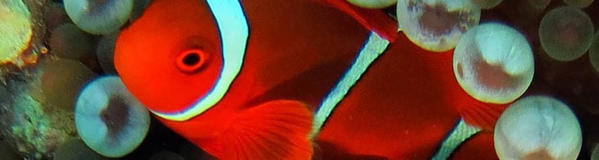 Spinecheek Anemonefish (male)