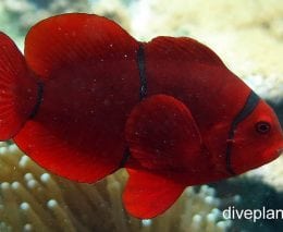 Anemonefish spinecheek anemonefish premnas biaculeatus hon female