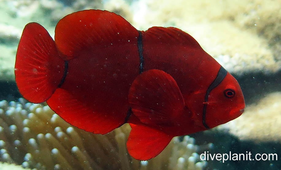 Anemonefish spinecheek anemonefish premnas biaculeatus hon female