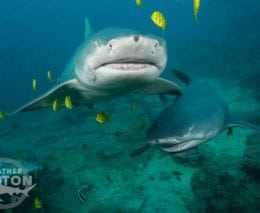 Bistro shark dive fiji credit heather sutton