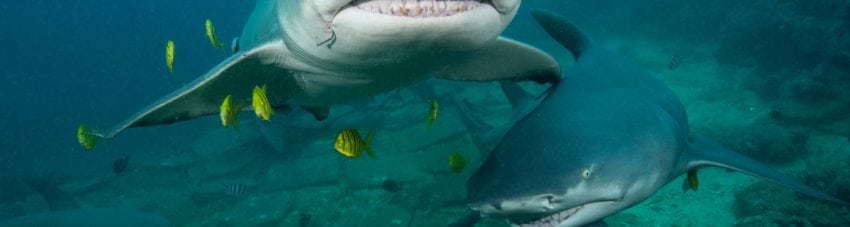 The Bistro, Aqua-Trek’s Beqa Shark Dive