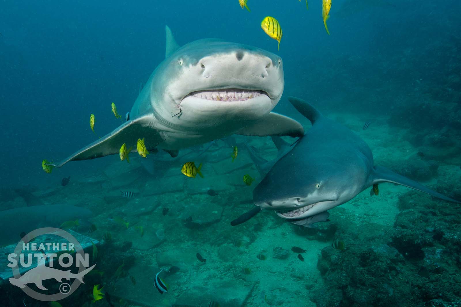 Bistro shark dive Fiji 4 - credit Heather Sutton