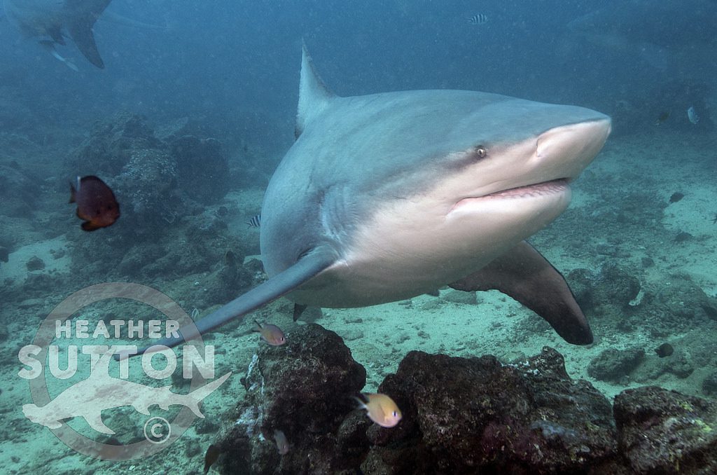 Bistro shark dive Fiji - credit Heather Sutton