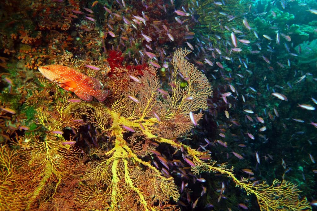 Fantasy fan coral trout and basslets