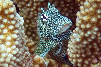 Fantasea, Beqa Lagoon, Fiji