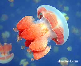 Jellyfish lake diving palau feature