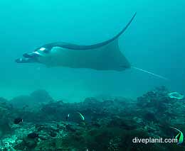 Manta point nusa penida diving bali indonesia feature
