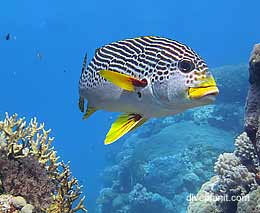 Oblique banded sweetlips at agincourt reef diving the great barrier reef with silversonic feature