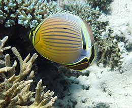 Pin stripped butterflyfish at agincourt reef diving the poseidon feature
