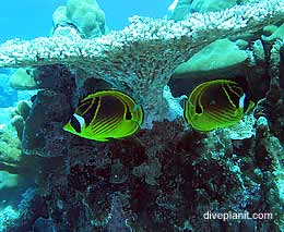 Flying fish cove diving christmas island feature