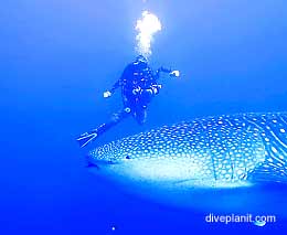 V gentle giant rawa whale shark at rhoda wall diving christmas island v feature