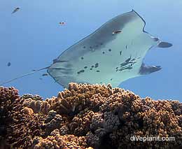 Manta service station diving cocos keeling island feature