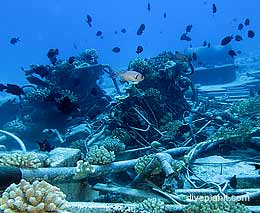 Cables diving cocos keeling island feature