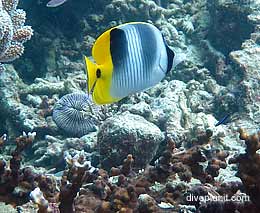 Double saddle butterflyfish at caves on norman reef aboard the ocean quest diving the great barrier reef