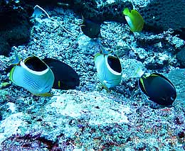 Shark point diving gili islands lombok indonesia feature