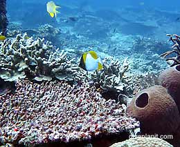 Secret reef diving gili islands lombok indonesia feature