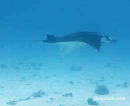 Manta glides by at lighthouse bommies diving lady elliot island feature