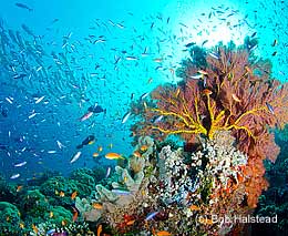 Ef carls ultimate eastern fields reef coral sea papua new guinea bh ef
