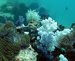 Soft corals amongst the anemones at anemone reef diving andaman sea feature