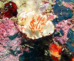 Dorid nudibranch avens glossodoris at maya point diving koh phi phi feature
