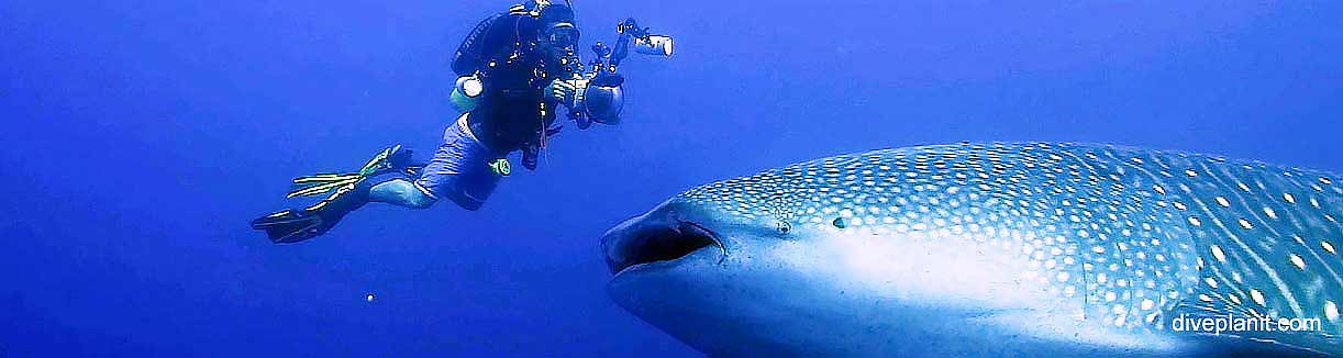 Whale shark diving rhoda wall christma island banner