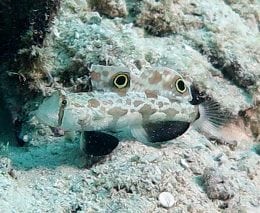 Signal goby at hardy reef diving whitsundays