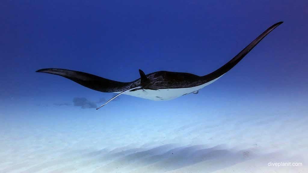 Manta at manta service station diving cocos keeling islands