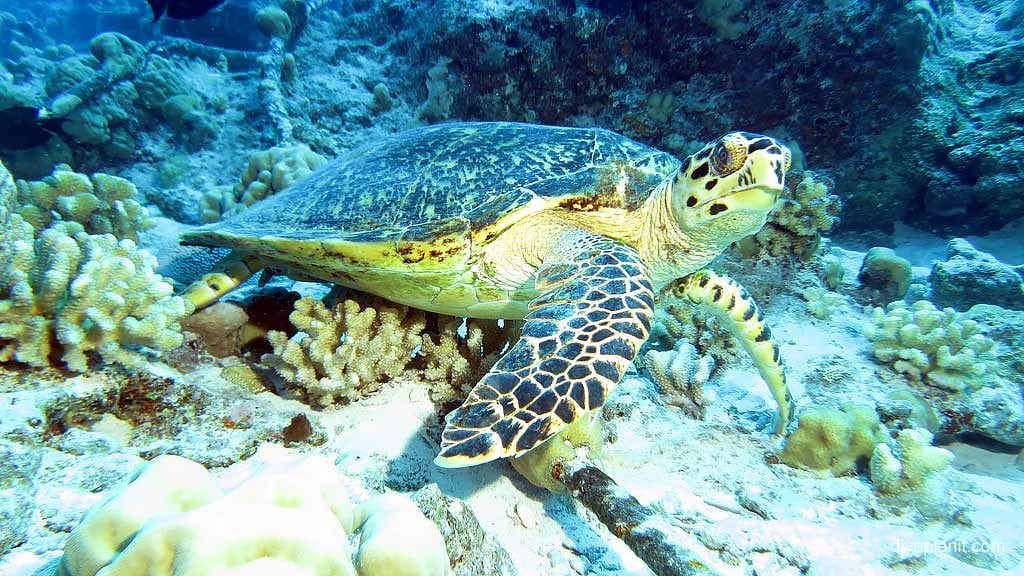 Firendly turtle at lane cove diving cocos keeling islands