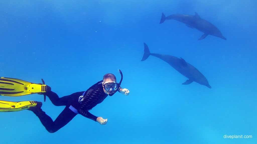 Swimming with dolpins at the lagoon diving cocos keeling islands