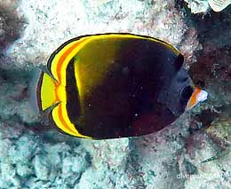 Black butterflyfish at hardy reef diving whitsundays