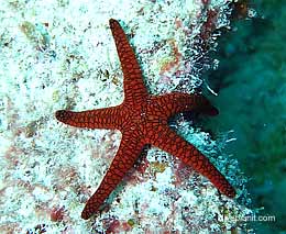 Indian seastar in red at hardy reef diving whitsundays