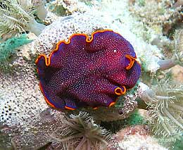 Fuchsia flatworm in blue at hardy reef diving whitsundays