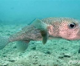 Porcupinefish common porcupinefish diodon hystrix kpp