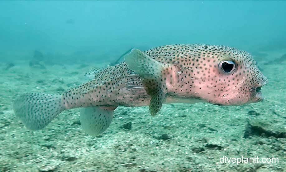 Porcupinefish common porcupinefish diodon hystrix kpp