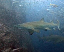 Grey nurse at south west rocks