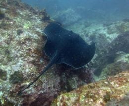 Bull ray at buchanans wall diving south solitary islands