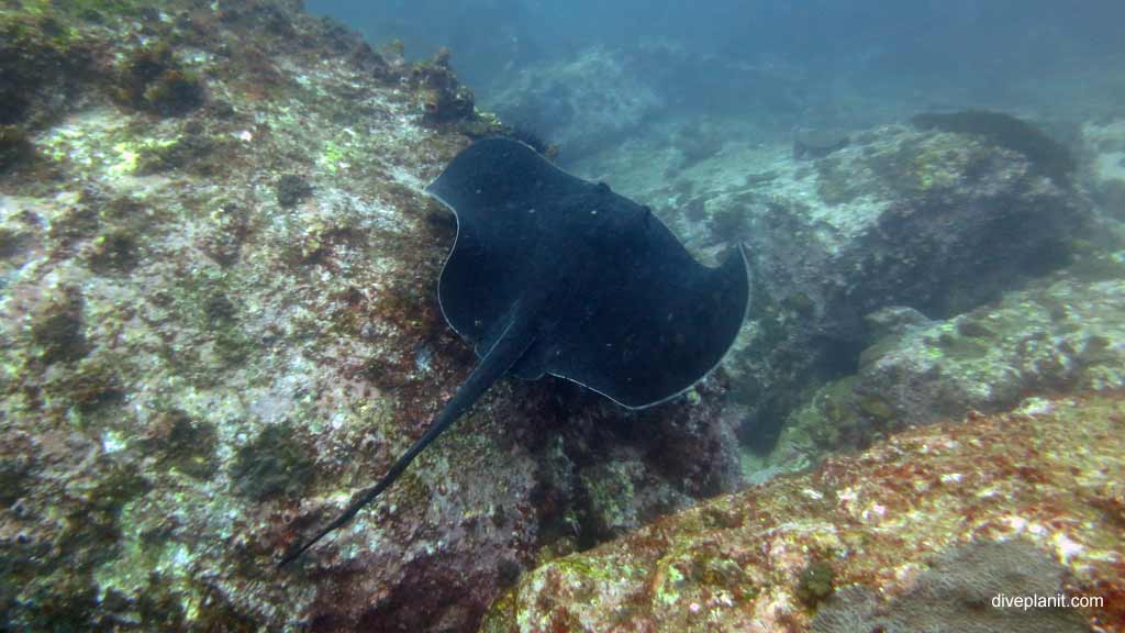 Bull ray at buchanans wall diving south solitary islands